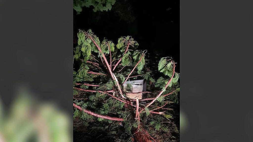 Umgest\u00fcrzter Baum in Mondsee