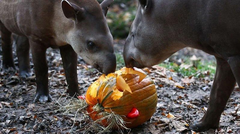 Halloween im Zoo