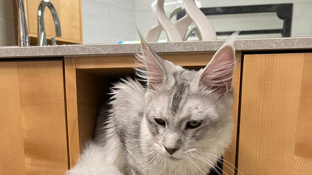 Vermisste Katze Cooper Puch