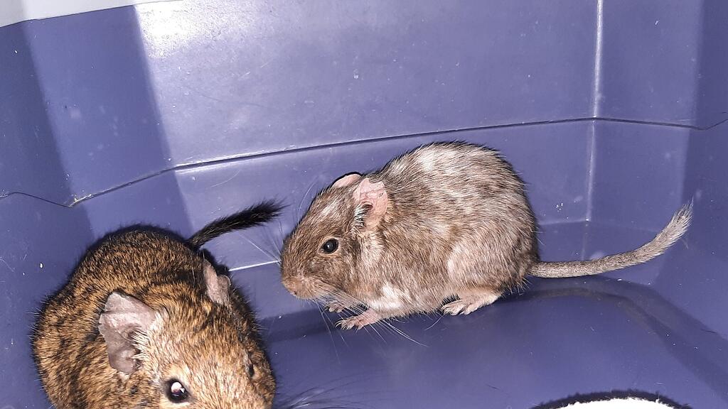 Degus ausgetzt