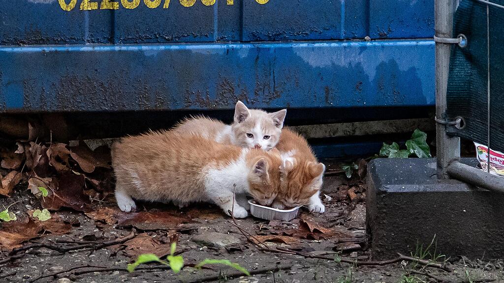 Katzenbabys auf der Parcelsus-Baustelle