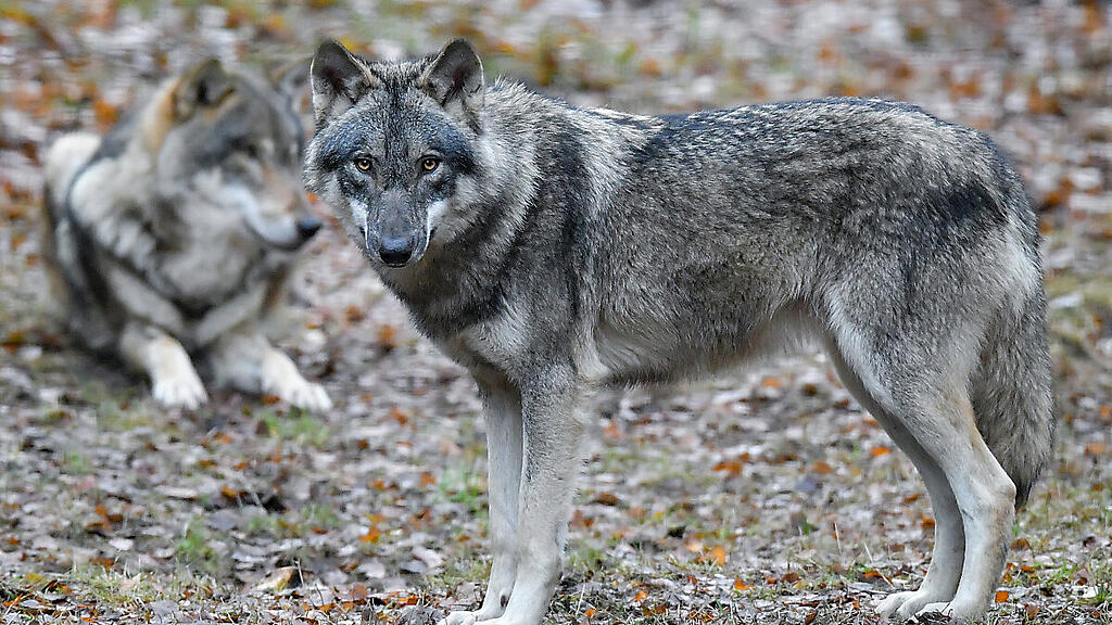 Friedliches Zusammenleben wird weitgehend für möglich gehalten