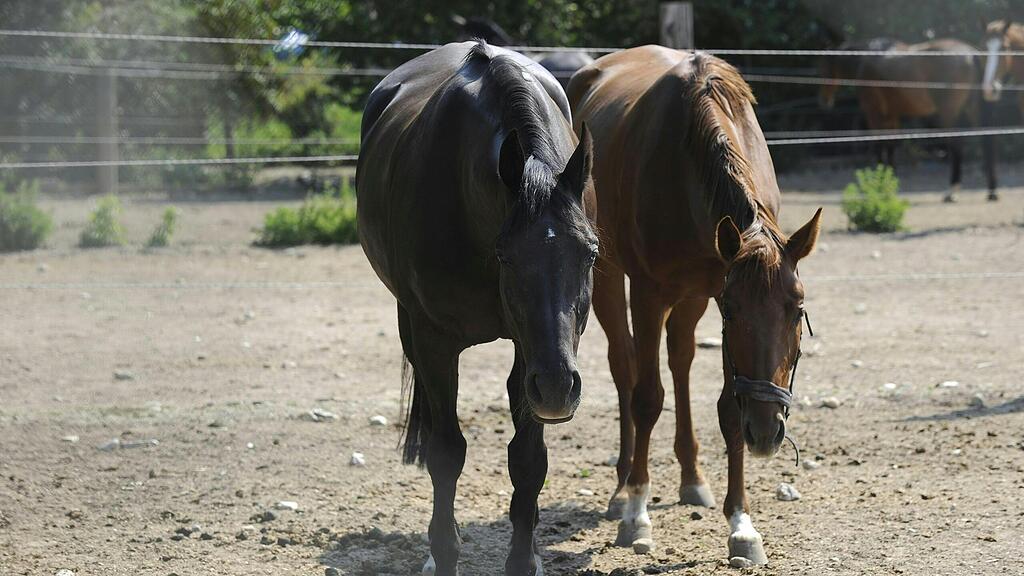Pferd, Koppel, SB