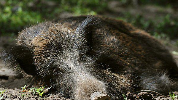 Das Wildschwein überlebte den Unfall nicht