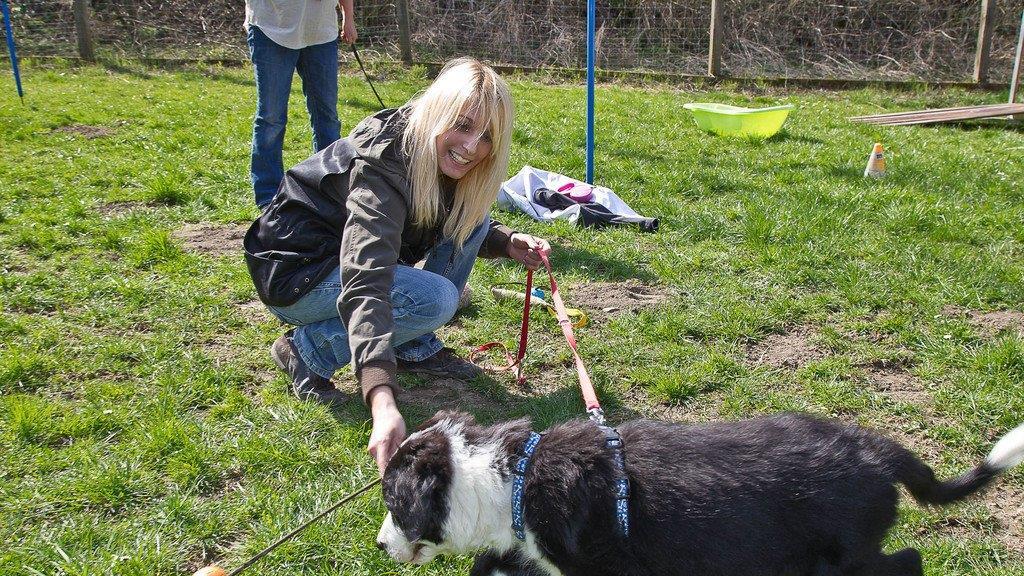 "Der gelbe Hund" in Nußdorf