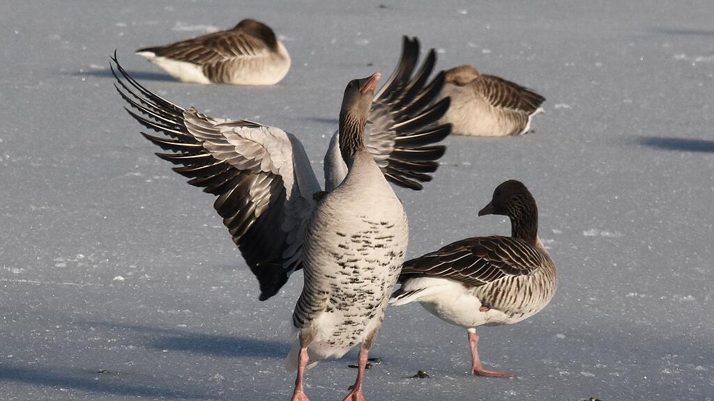 ENTEN