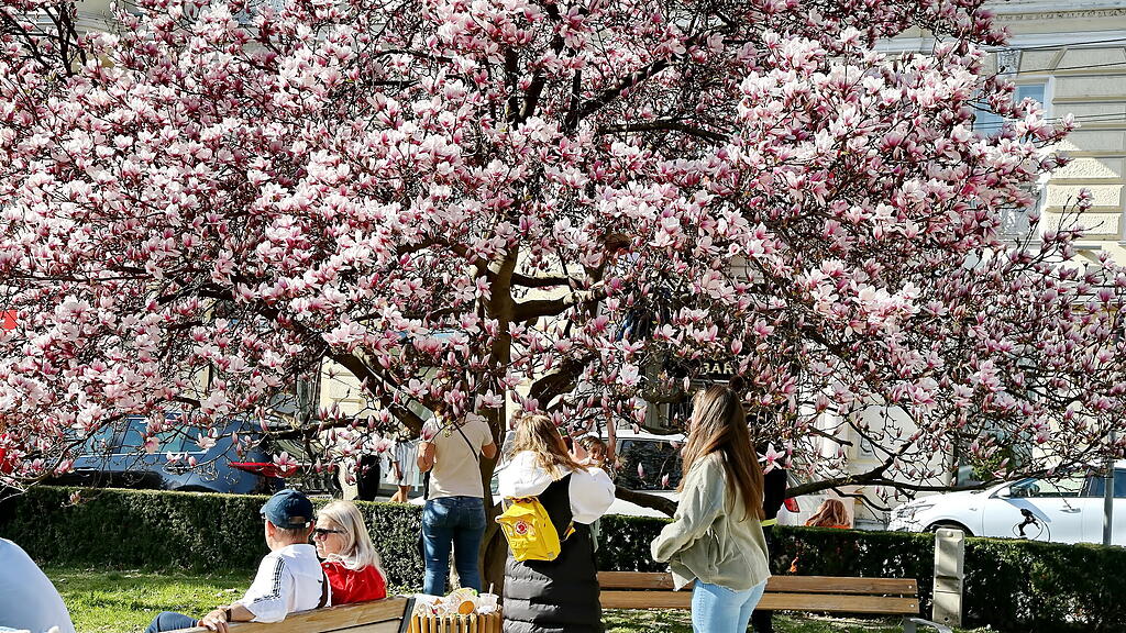 Blühende Magnolien in Salzburg