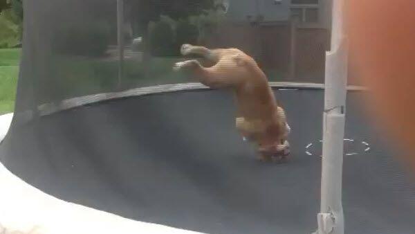 Hund Mudd lässt es am Trampolin richtig krachen.
