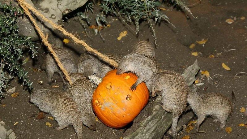 Halloween im Zoo