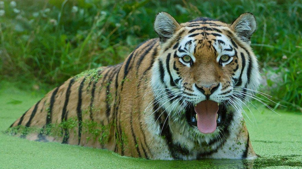 Badespaß im Tiergarten Schönbrunn