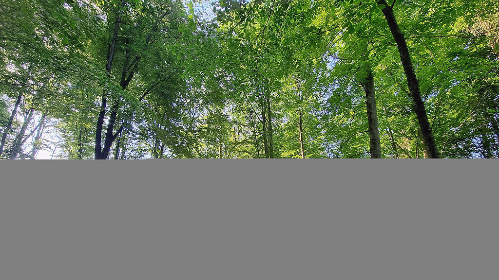 symb_wald