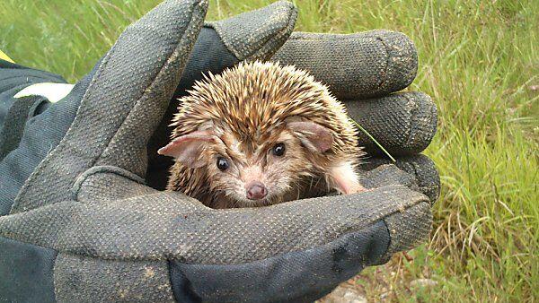 Dieser ägyptische Igel überlebte den Unfall