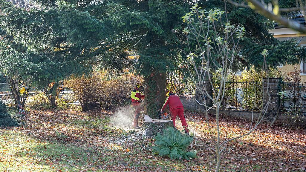 Christbaumernte in St. Jakob am Thurn