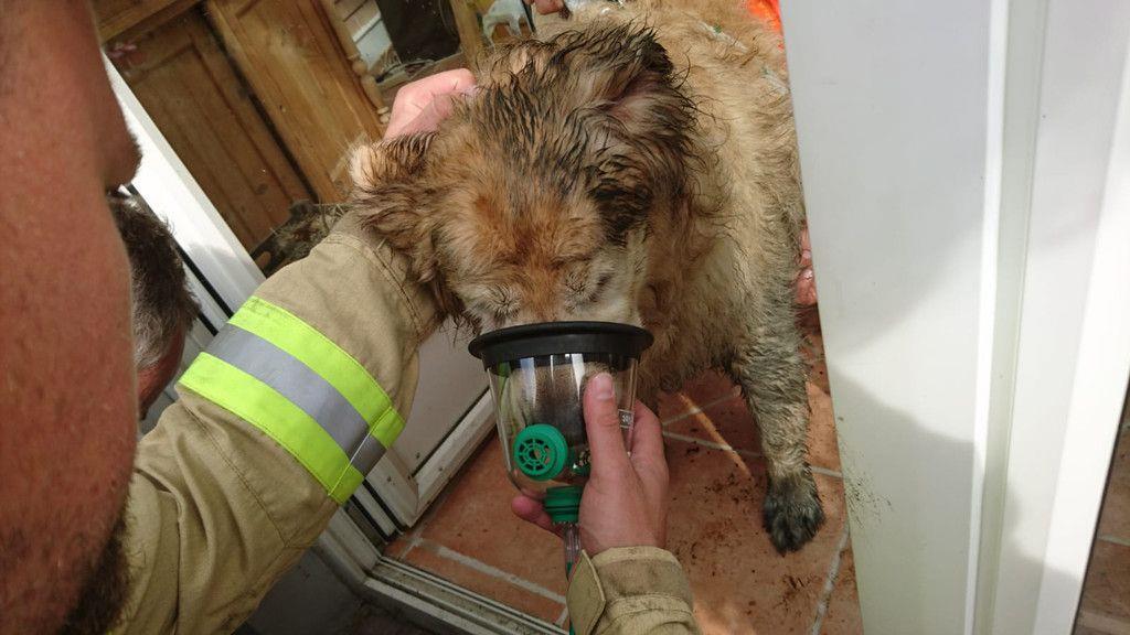 Hund aus Brunnenschacht gerettet