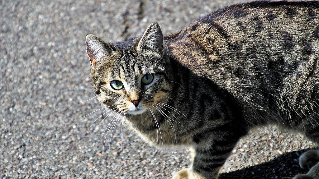 symb_Katze, symb_Kater