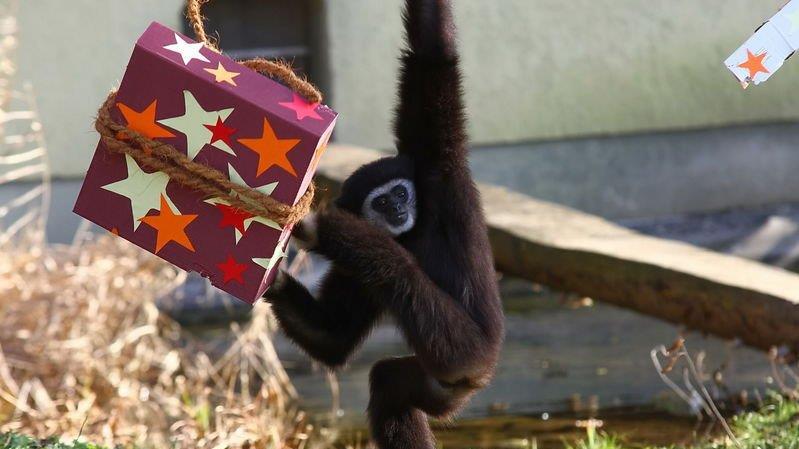 Weihnachten im Zoo