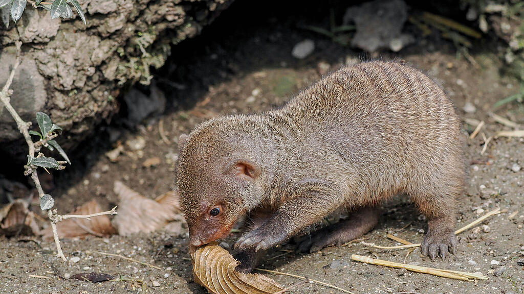 Zebramanguste_Jungtier_c_ZooSBG_Angelika Köppl  (5).jpg