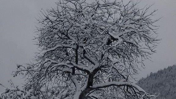 Winter in Ebenau
