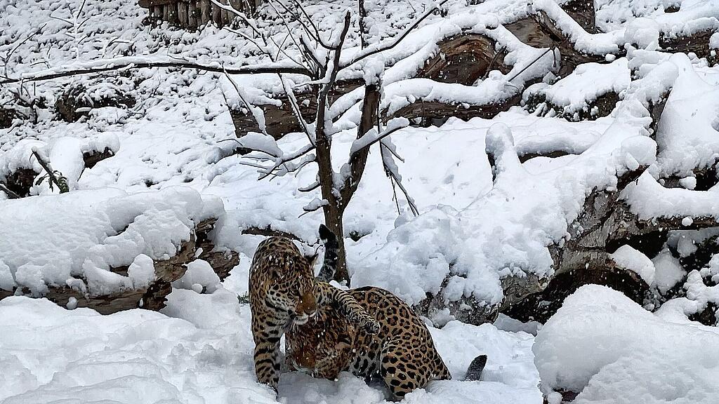 Zootiere Salzburg Winter