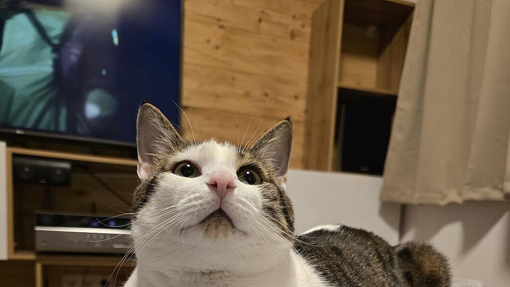 Weltkatzentag 2025