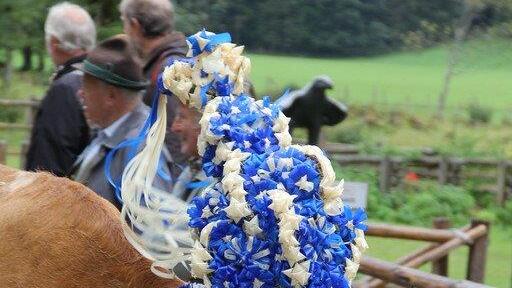 Bilder vom Almabtrieb