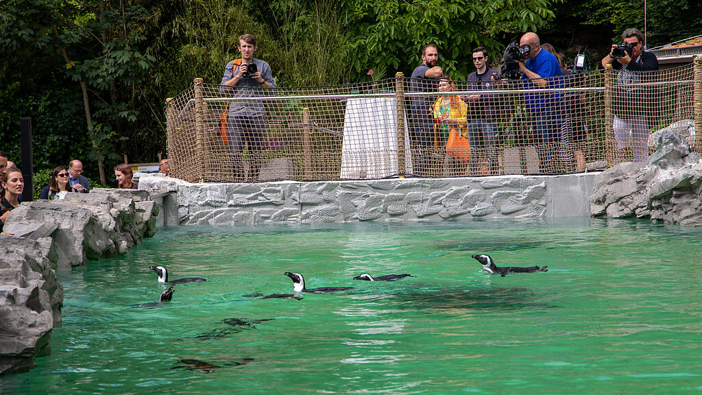 Zoo Salzburg, Brillenpinguine