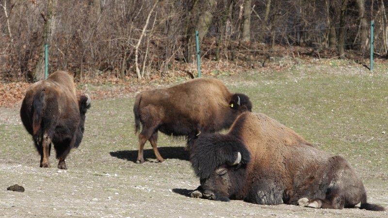 Frühling im Zoo München