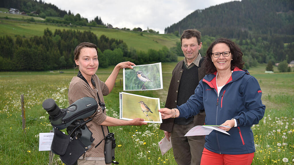 Braunkehlchen Schutz Vogel Lungau