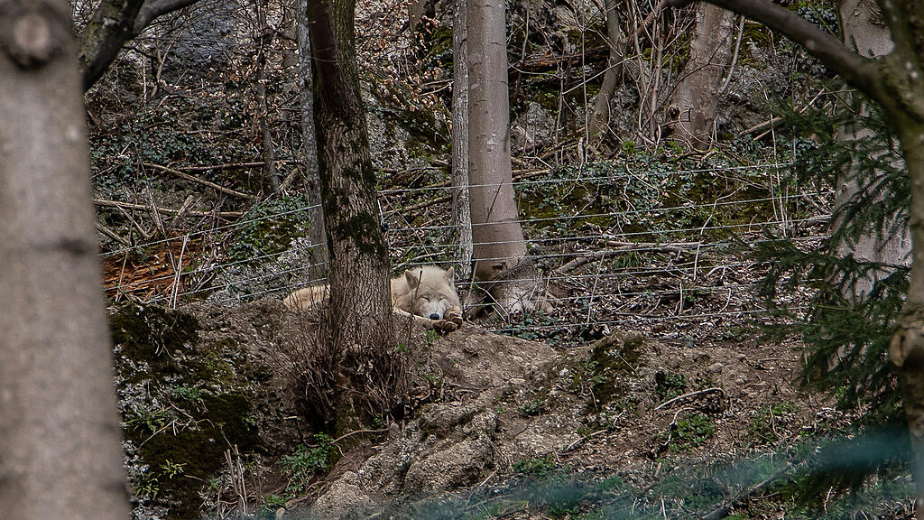 Frühlingserwachen im Zoo