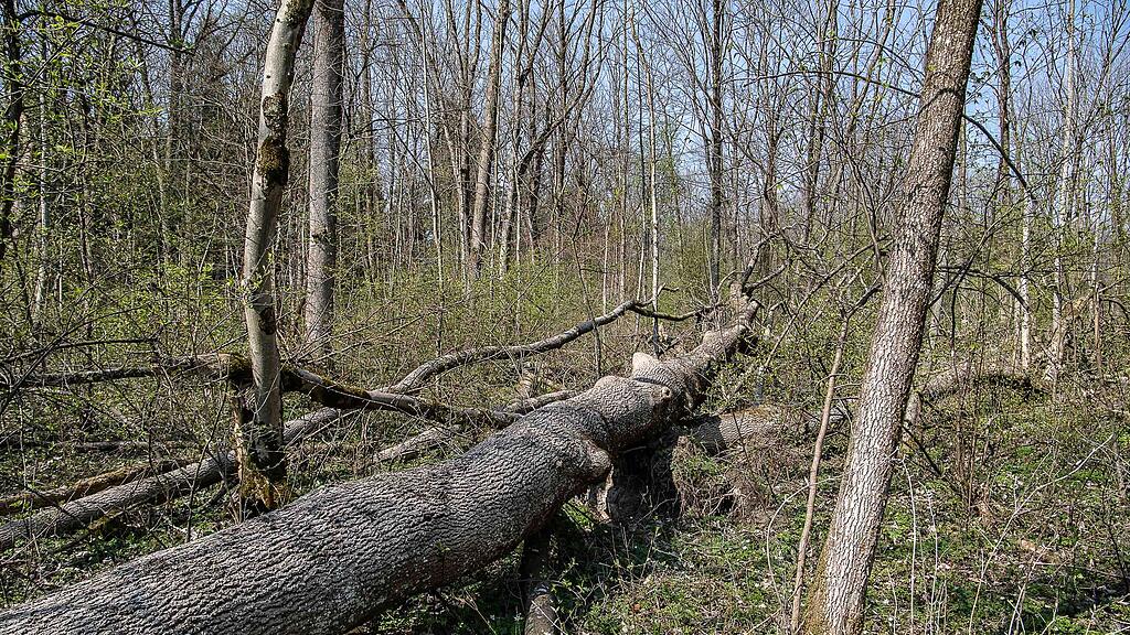 20190401_fmt_schaeden_nach_winterstuerme_mw1-12.jpg