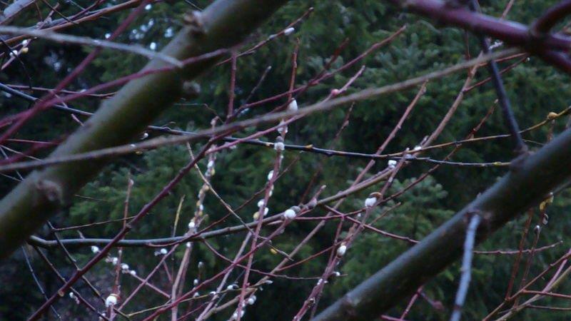 Morgenimpressionen aus Ebenau