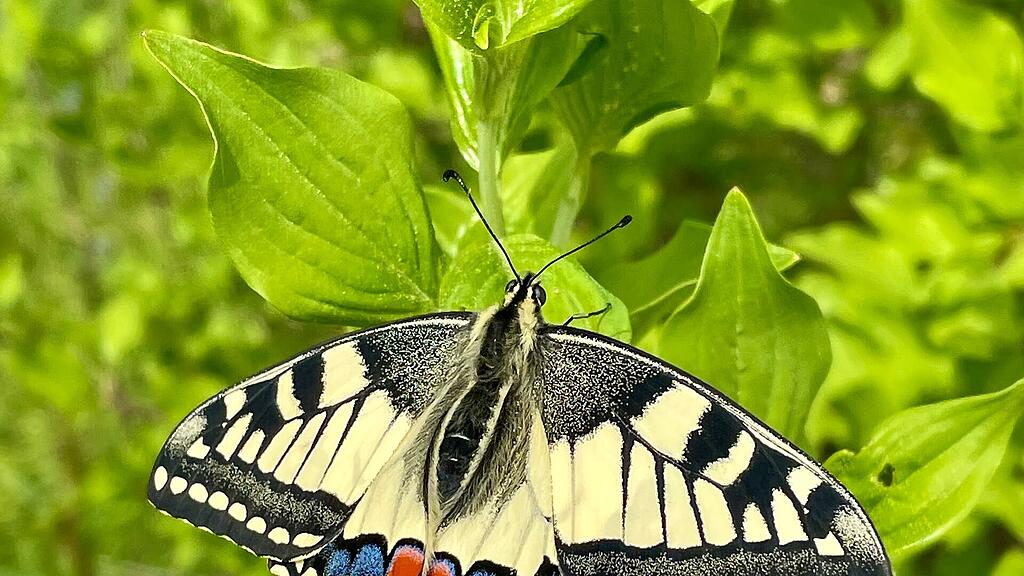 Schwalbenschwanz, Schmetterling