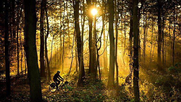 170 Mio. Hektar Wald könnten in den nächsten 15 Jahren verschwinden