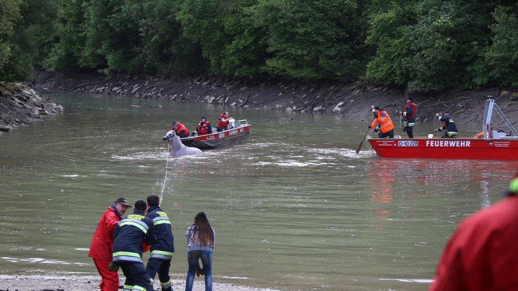 Pferderettung durch die Feuerwehr