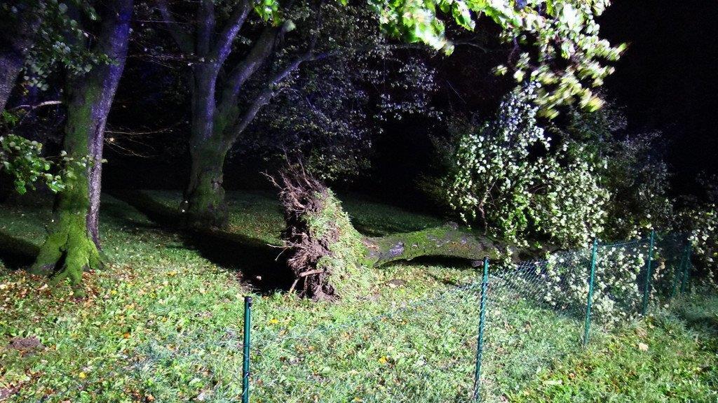 Sturm über Salzburg: Umgestürzter Baum in Anif