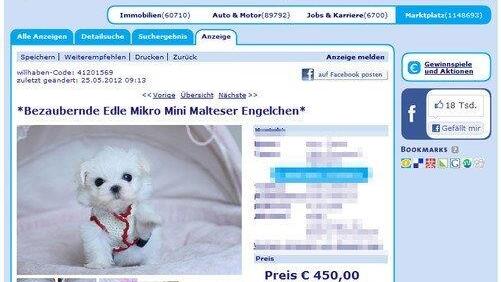 Welpen aus Wien-Donaustadt: Überlebenschancen sind gering