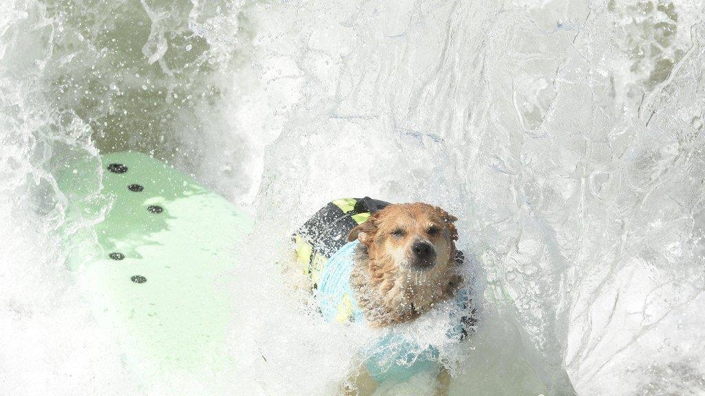 Hundesurfen in Kalifornien