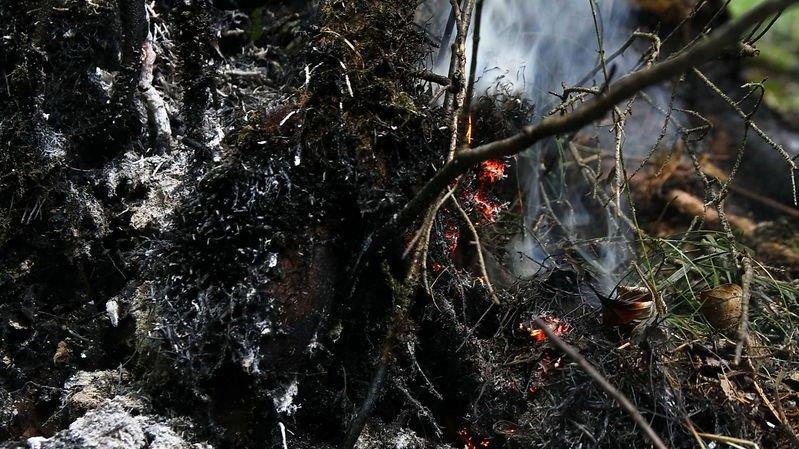 Waldbrand unter Kontrolle
