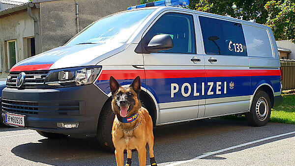"Spike" kommt mit Pfotenschutz besser mit Hitze zurecht