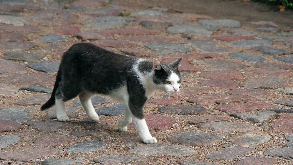 Die Katze überquerte die Straße und löste so den Unfall aus.