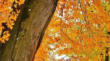 Goldener Oktober in Salzburg