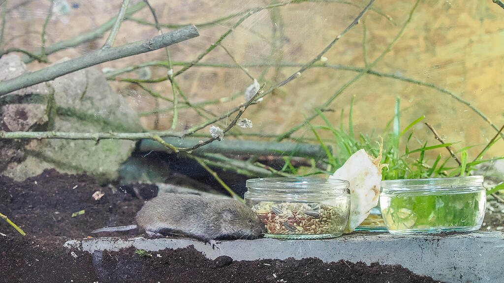 Bayerische Kurzohrmaus_c_ZooSBG_Angelika Köppl (4).jpg