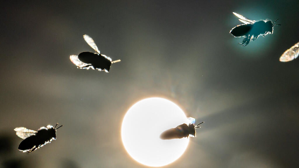 Bienen, SB