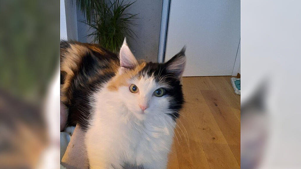 vermisste katze cookie