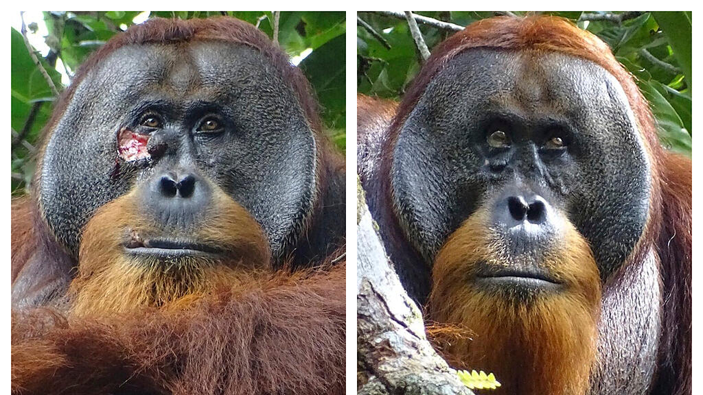 Orang-Utan Raku behandelt Wunde mit Heilpflanze