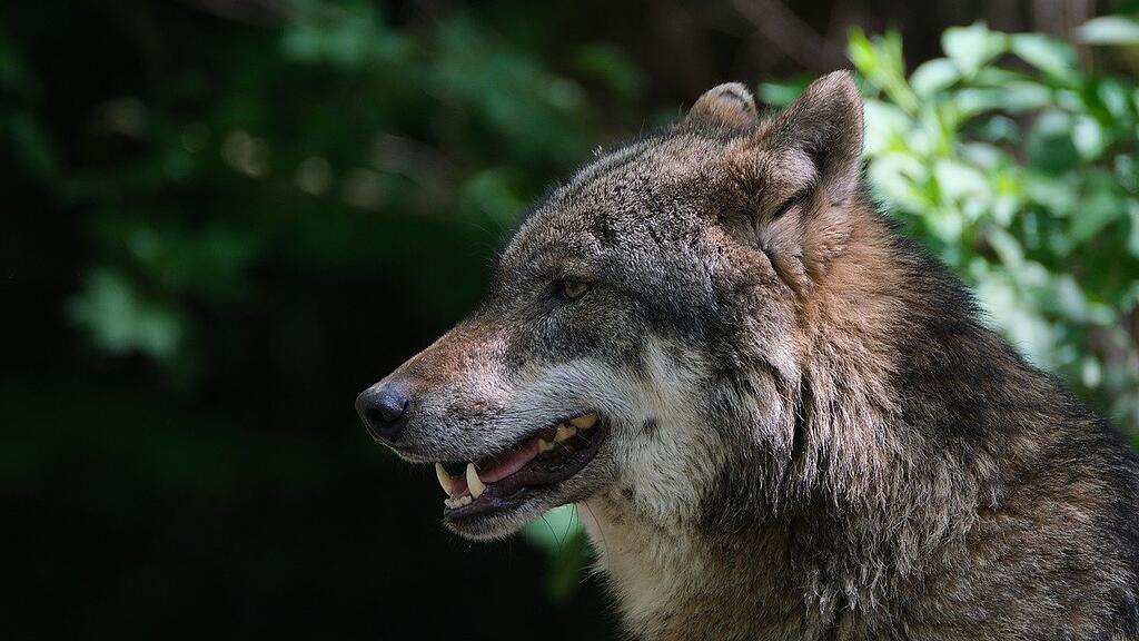 Wolf