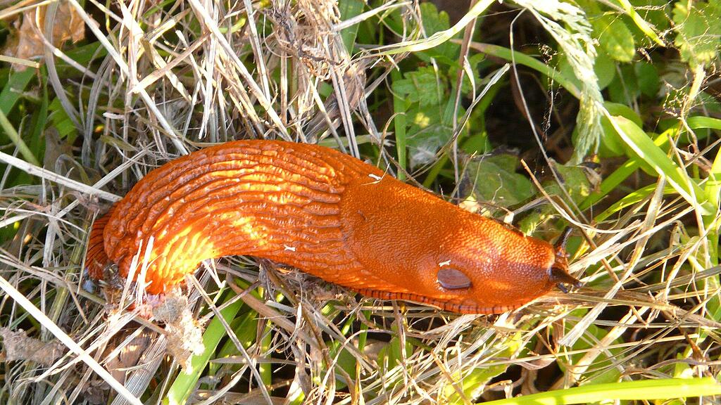Rote Wegschnecke, Nacktschnecke
