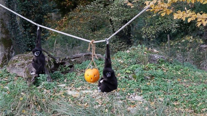 Halloween im Zoo