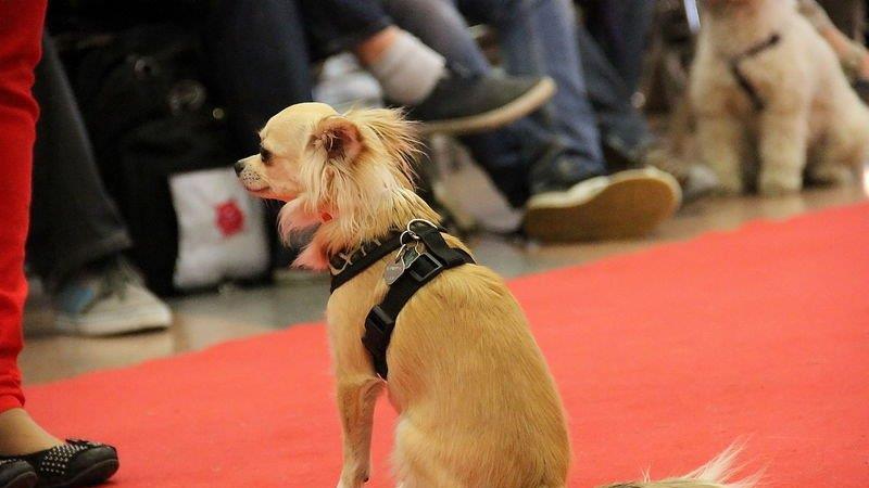 Haustiermesse Wels 2013