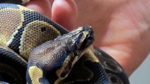Königspythons können eine Länge von 1,5 Metern erreichen.